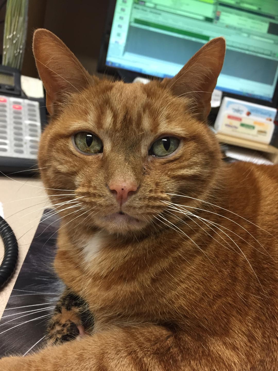 Cinnamon - Office Cat